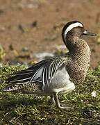 Garganey