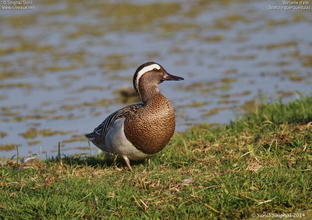 Sarcelle d'été mâle adulte, identification