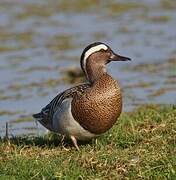 Garganey