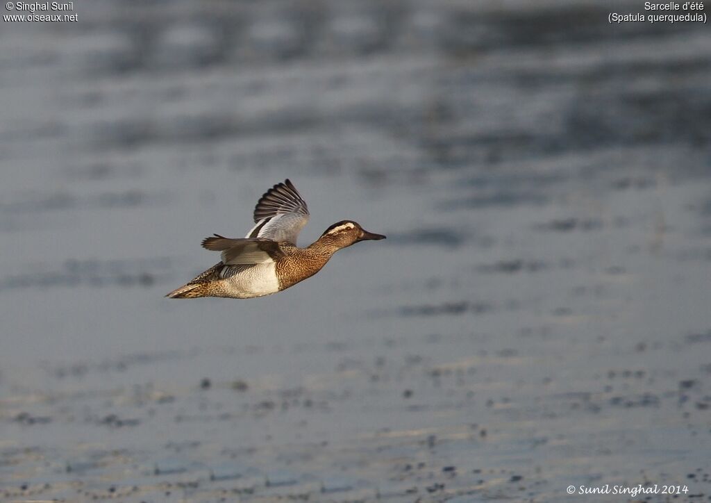 Garganey male adult, Flight