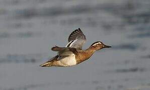 Garganey