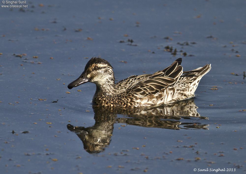 Garganey female adult, identification