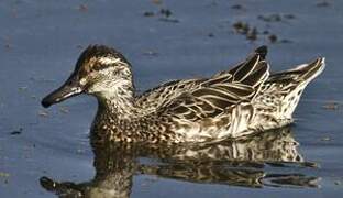 Garganey