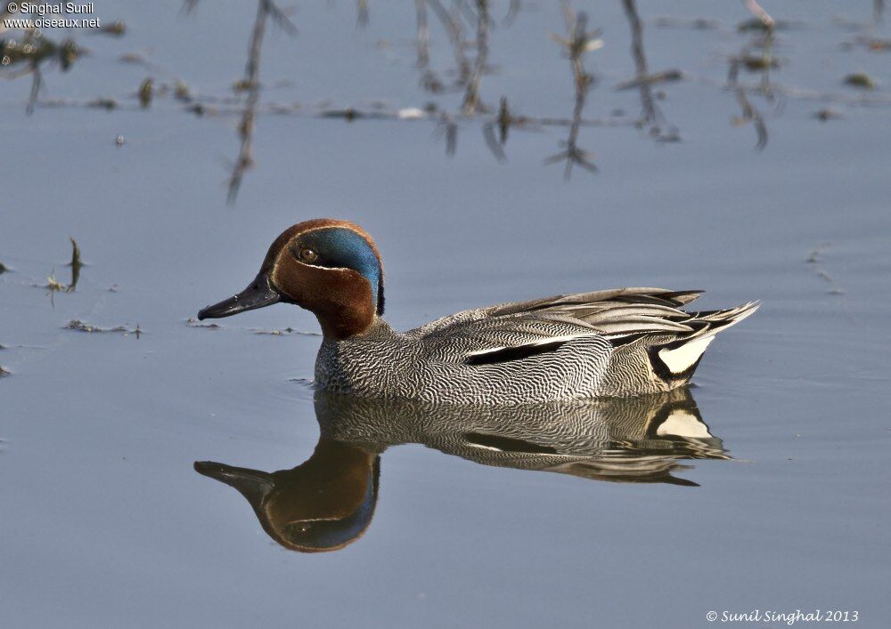 Sarcelle d'hiver mâle adulte, identification