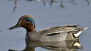 Eurasian Teal