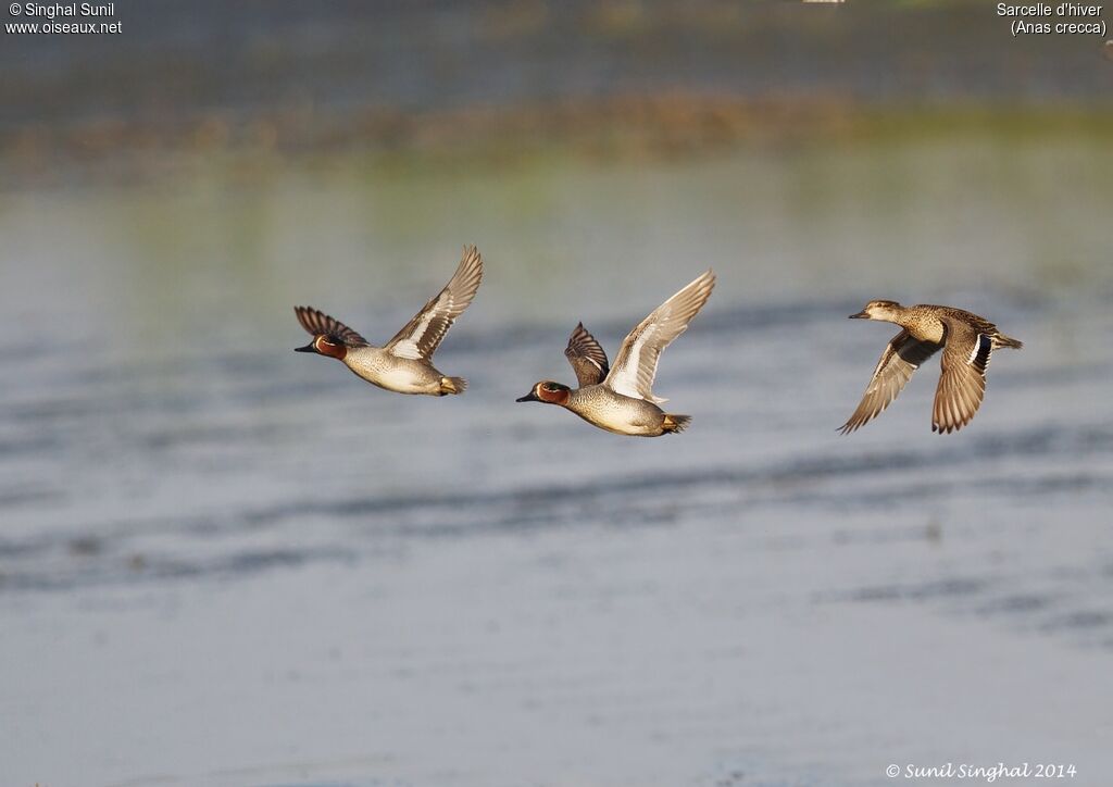 Eurasian Teal adult, Flight