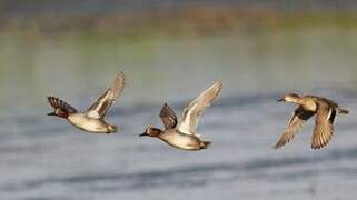 Eurasian Teal