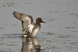 Eurasian Teal