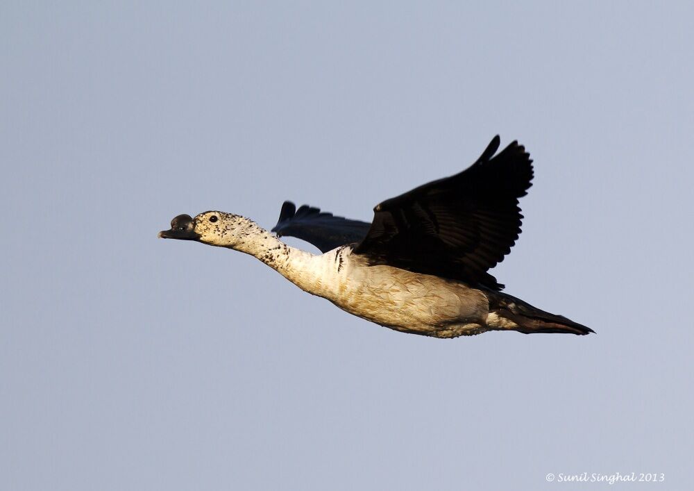 Comb Duck