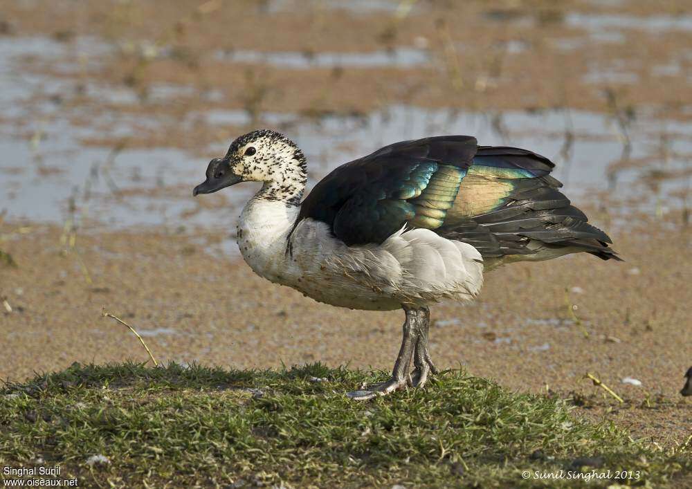 Comb Duck male adult transition, identification