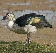 Comb Duck