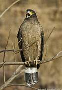 Crested Serpent Eagle