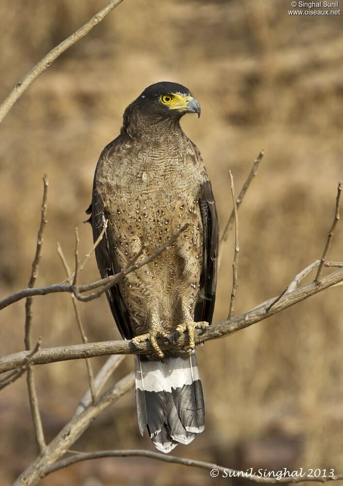 Crested Serpent Eagle, identification