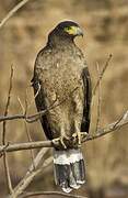 Crested Serpent Eagle