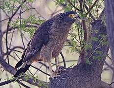 Crested Serpent Eagle