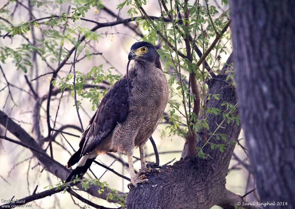 Crested Serpent Eagleadult, feeding habits, Behaviour