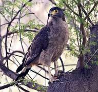 Crested Serpent Eagle