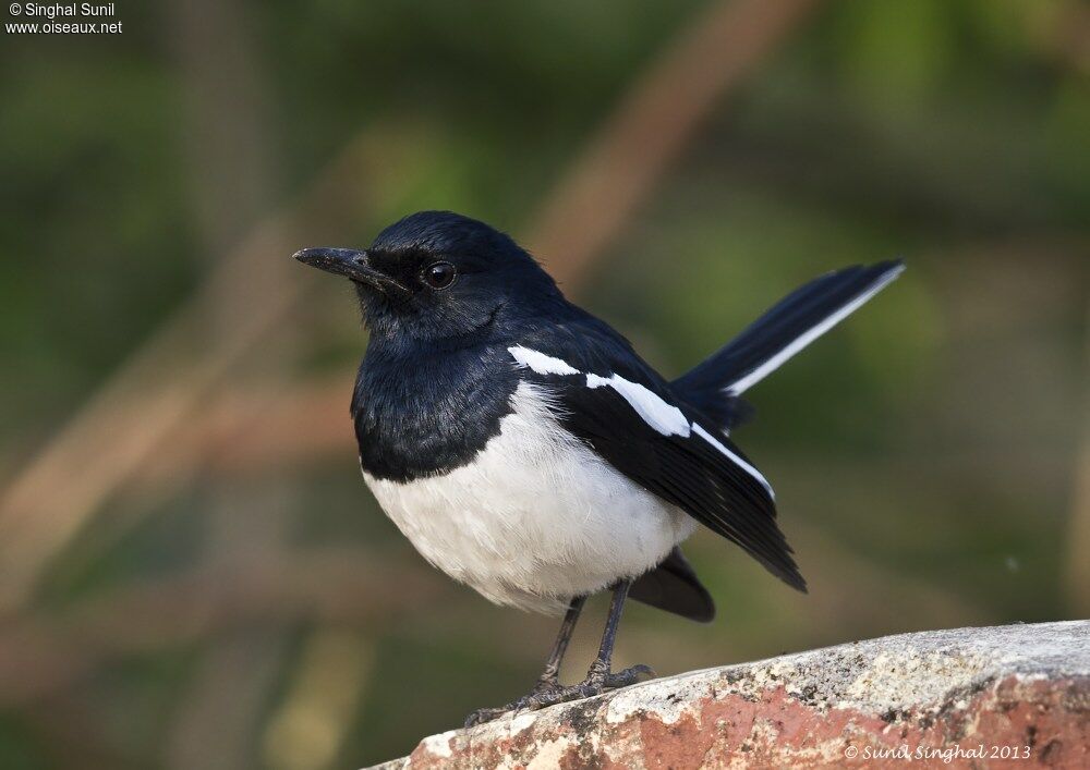 Shama dayal mâle adulte, identification