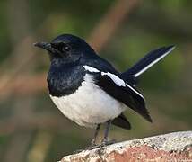 Oriental Magpie-Robin