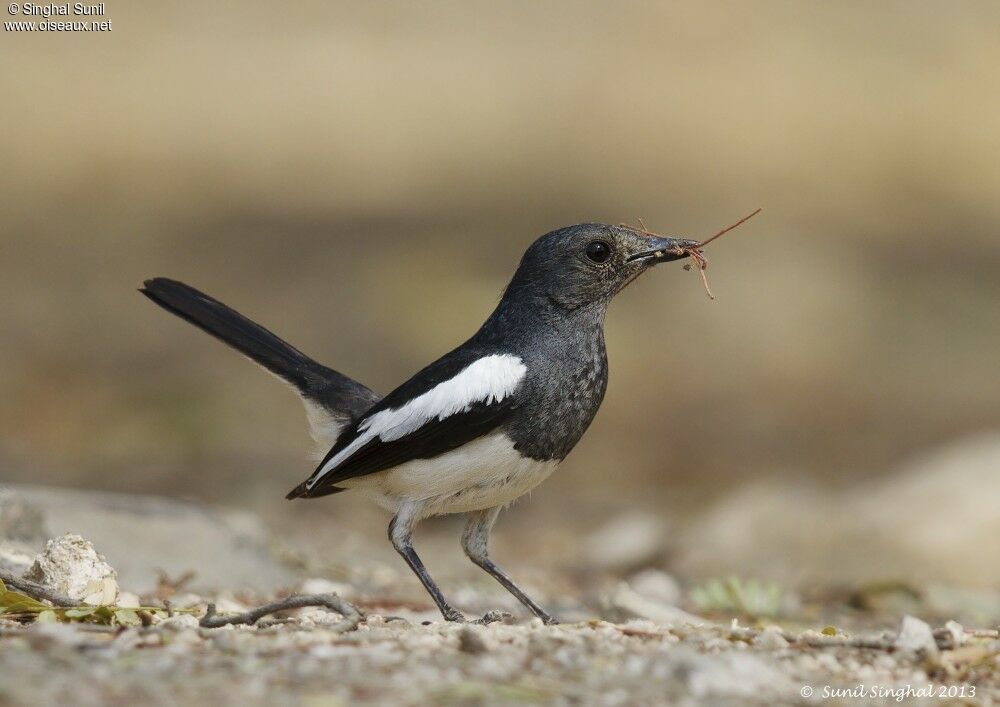 Oriental Magpie-Robin female adult, identification, Reproduction-nesting, Behaviour