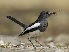 Oriental Magpie-Robin