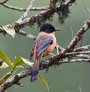 Rufous Sibia