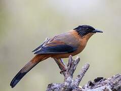 Rufous Sibia