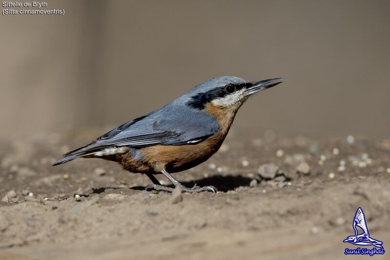Chestnut-bellied Nuthatch female adult, close-up portrait
