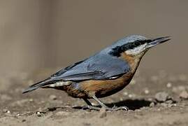 Chestnut-bellied Nuthatch