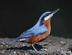 Chestnut-bellied Nuthatch