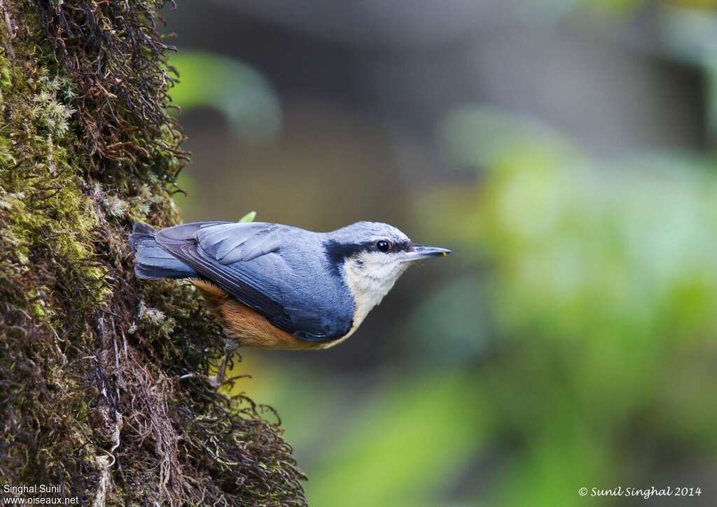 Sittelle de l'Himalayaadulte, identification