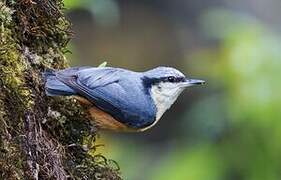 White-tailed Nuthatch