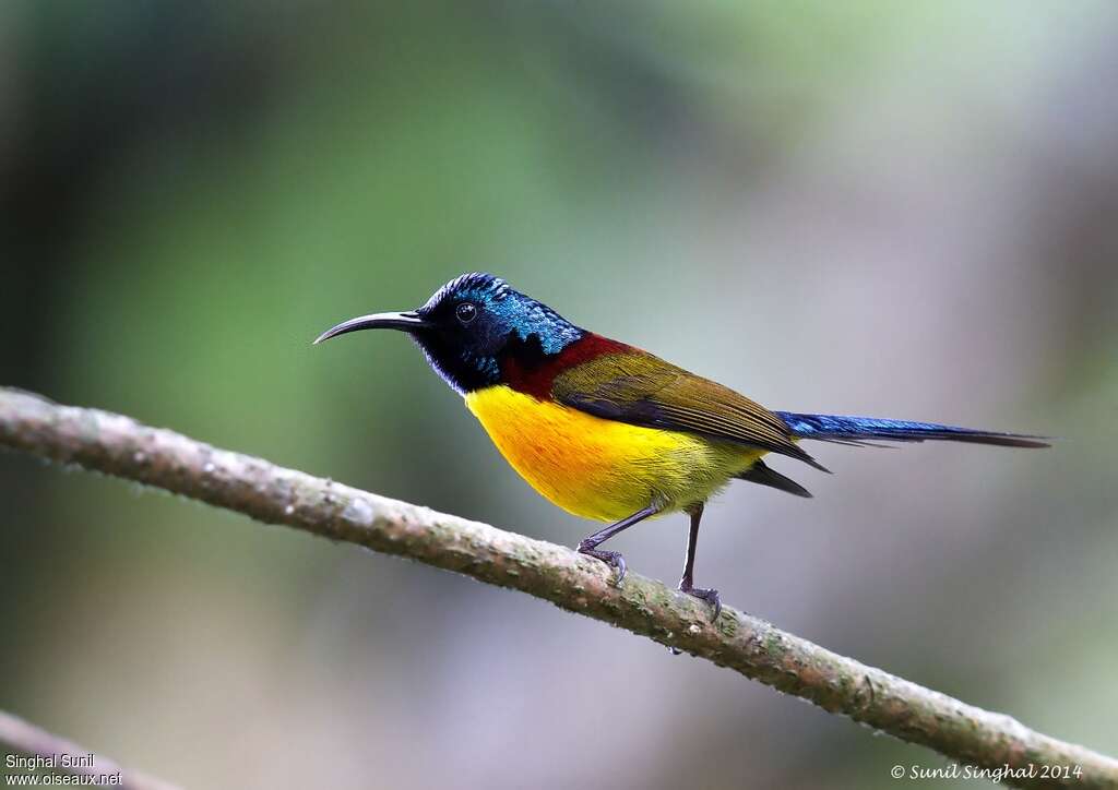 Green-tailed Sunbird male adult