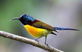 Green-tailed Sunbird