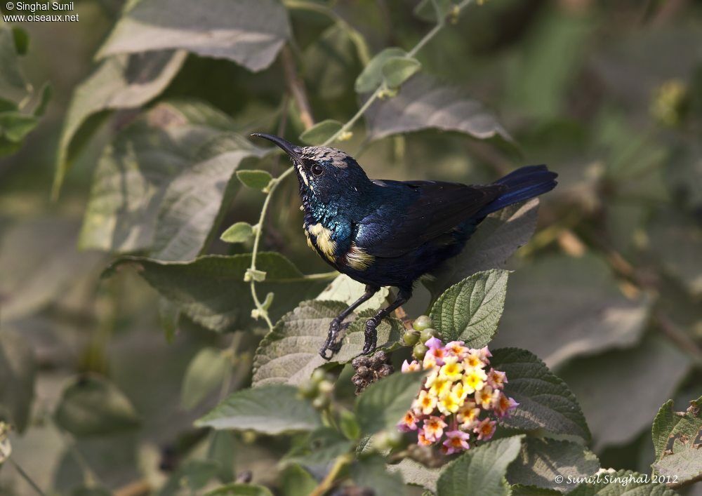 Purple Sunbird male adult, identification