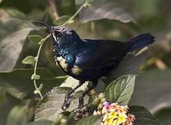 Purple Sunbird