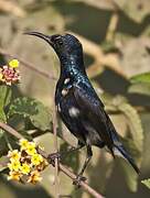 Purple Sunbird