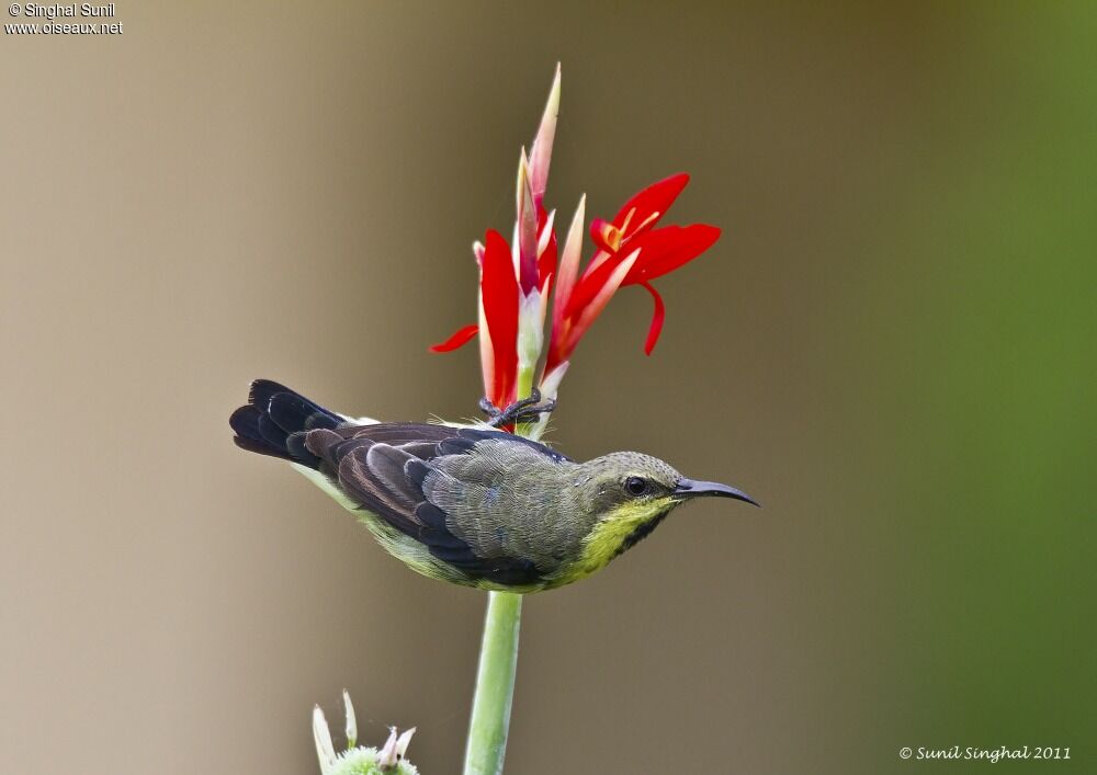 Purple Sunbird male, identification, Behaviour