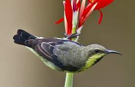 Purple Sunbird