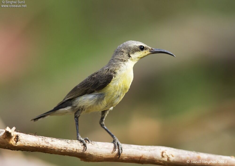 Purple Sunbird female adult, identification