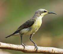 Purple Sunbird