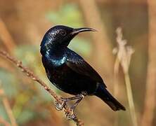 Purple Sunbird