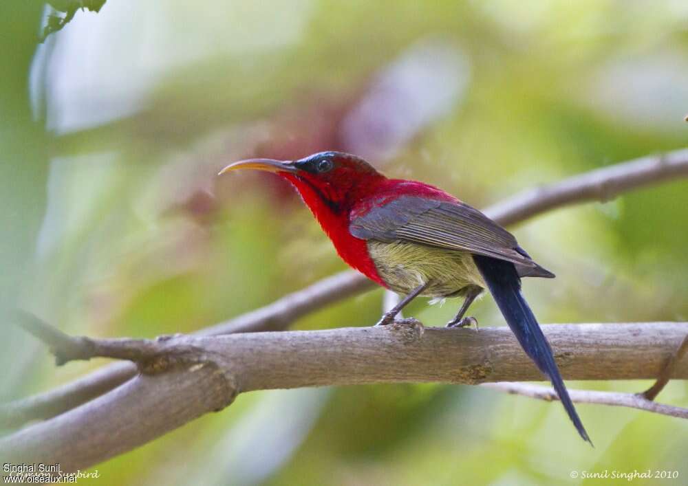 Souimanga siparaja mâle adulte, identification