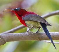 Crimson Sunbird