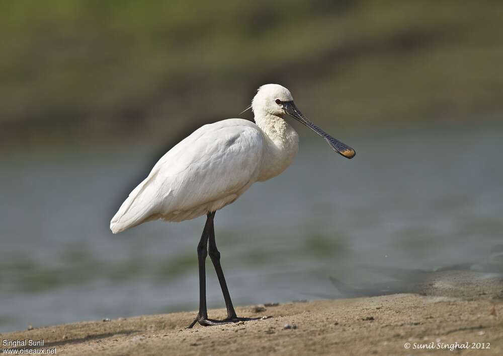 Eurasian Spoonbilladult, identification