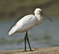 Eurasian Spoonbill