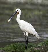 Eurasian Spoonbill