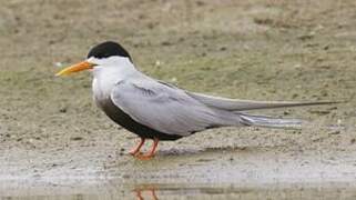 Black-bellied Tern