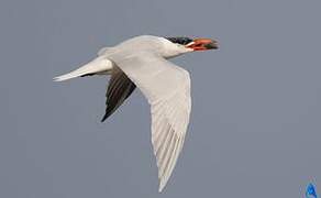 Caspian Tern