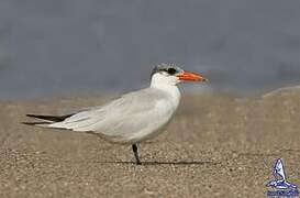 Caspian Tern